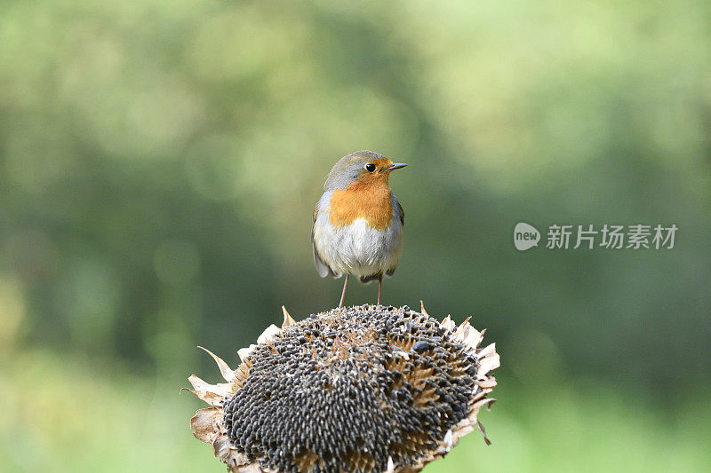 向日葵上的罗宾(Erithacus rubecula)